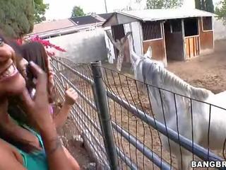 Pisklęta ssanie w the koń farma pokaz